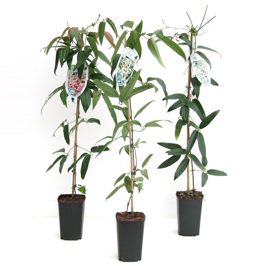 Clematis armandii 80cm 14cm Pot