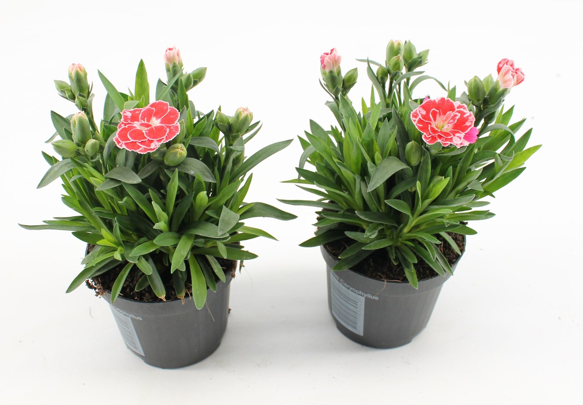 Knaap, Jan van der Dianthus Oscar White and Red Pack of 24