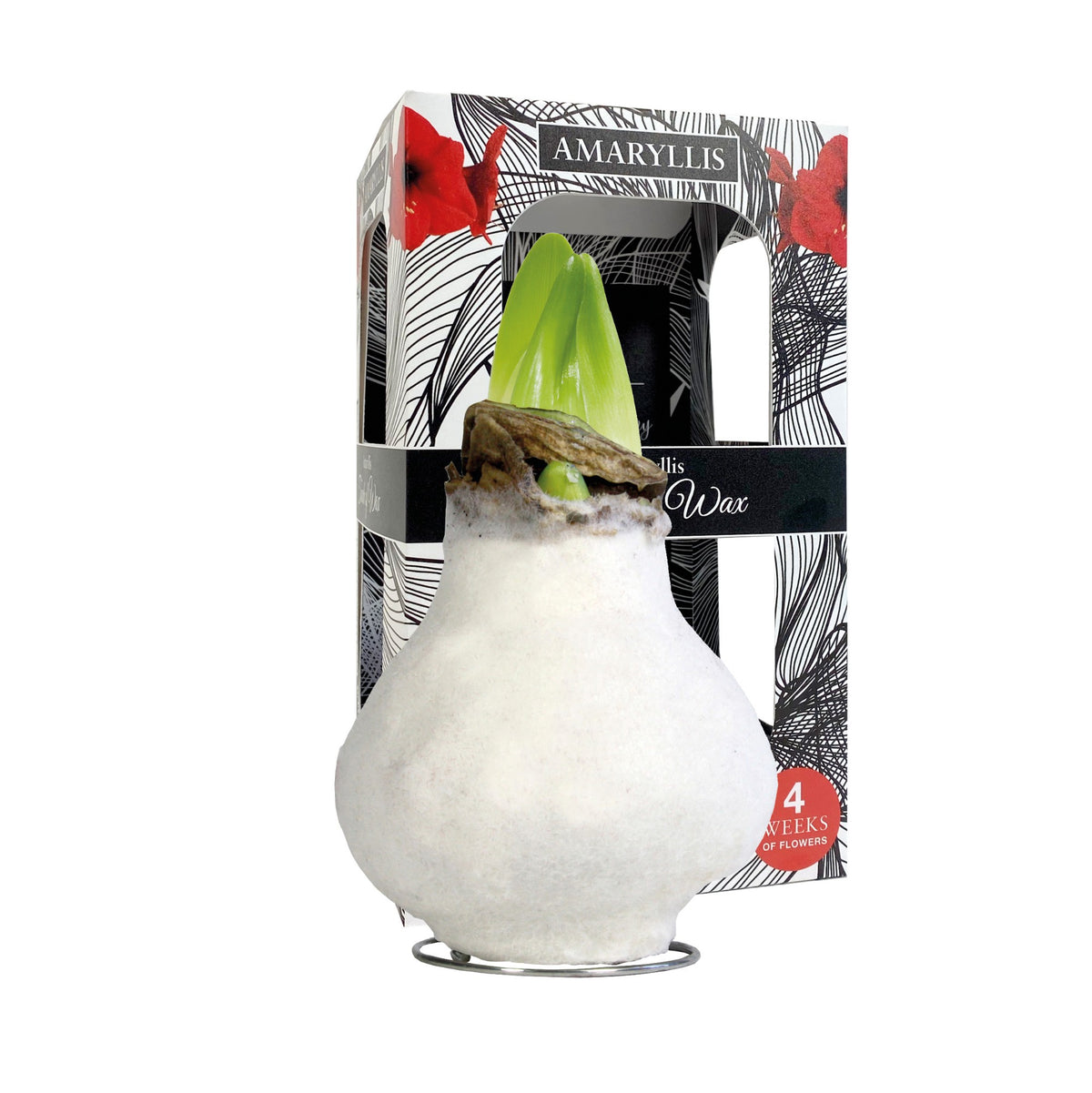 Hippeastrum wax 16cm 999cm Pot