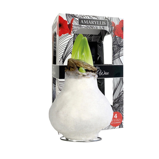 Hippeastrum wax 16cm 999cm Pot