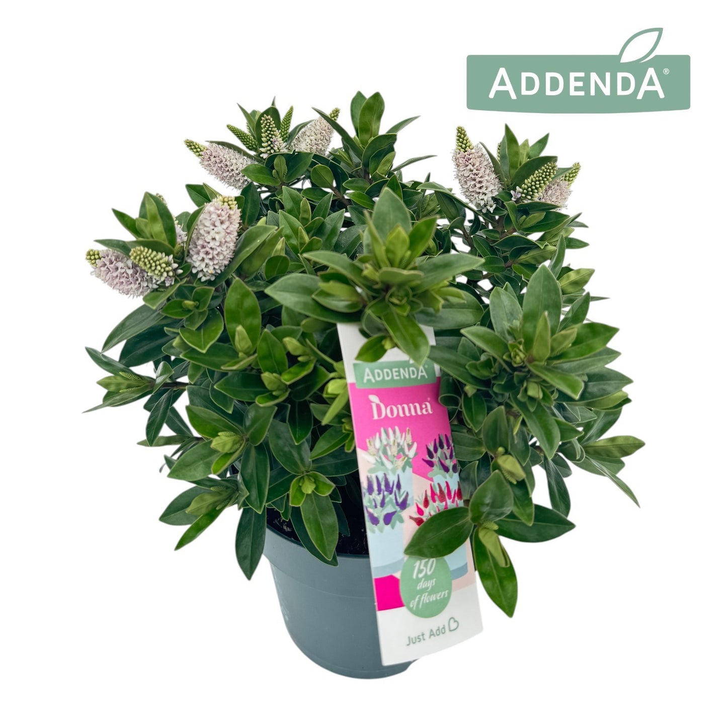 Hebe Hebedonna Jenna 35cm 15cm Pot