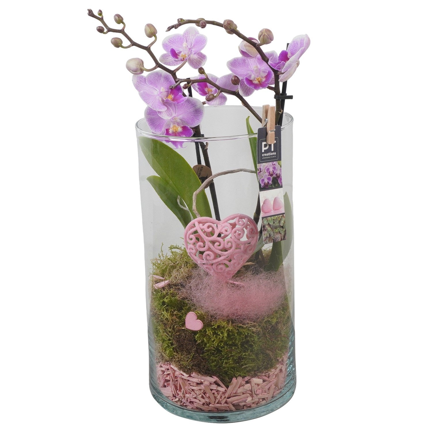 Indoor arrangement 45cm 16cm Pot