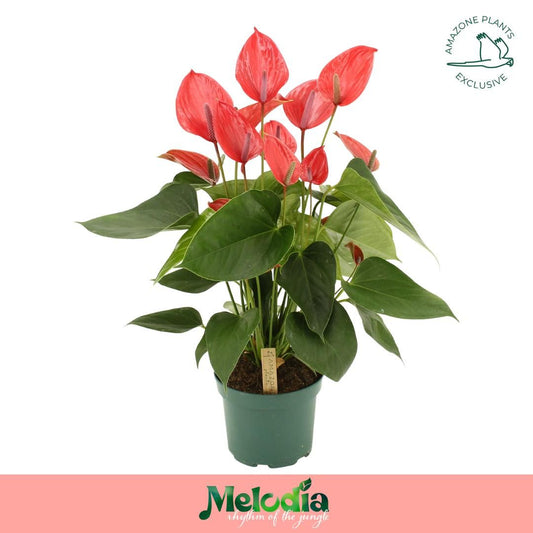 Anthurium Melodia Ibis 65cm 17cm Pot
