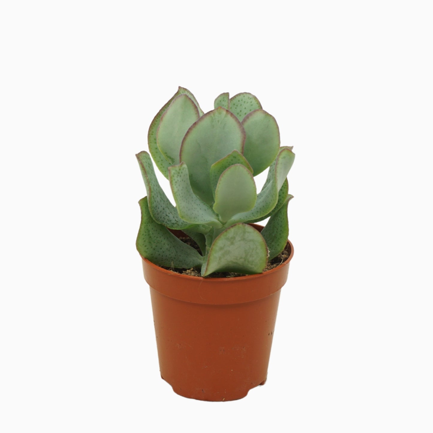 Crassula Curly 8cm 505cm Pot