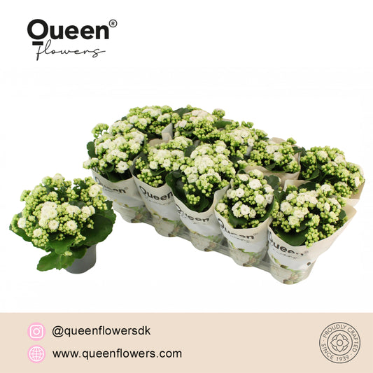 Kalanchoe Rose Flowers Greta 26cm 12cm Pot