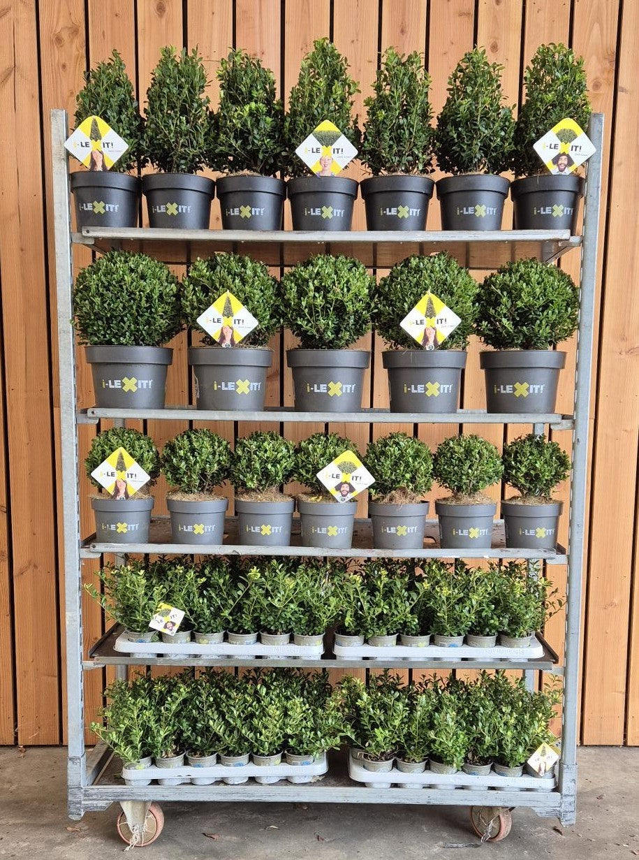 Ilex crenata Dark Green 998cm 998cm Pot