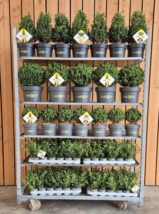 Ilex crenata Dark Green 998cm 998cm Pot