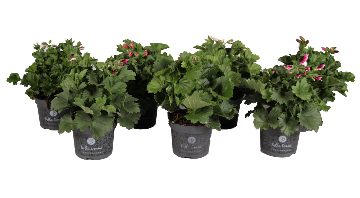 Pelargonium grandiflorum 28cm 12cm Pot