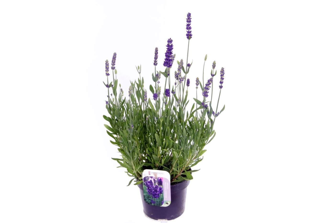 Lavandula ang. Spear Blue 45cm 13cm Pot