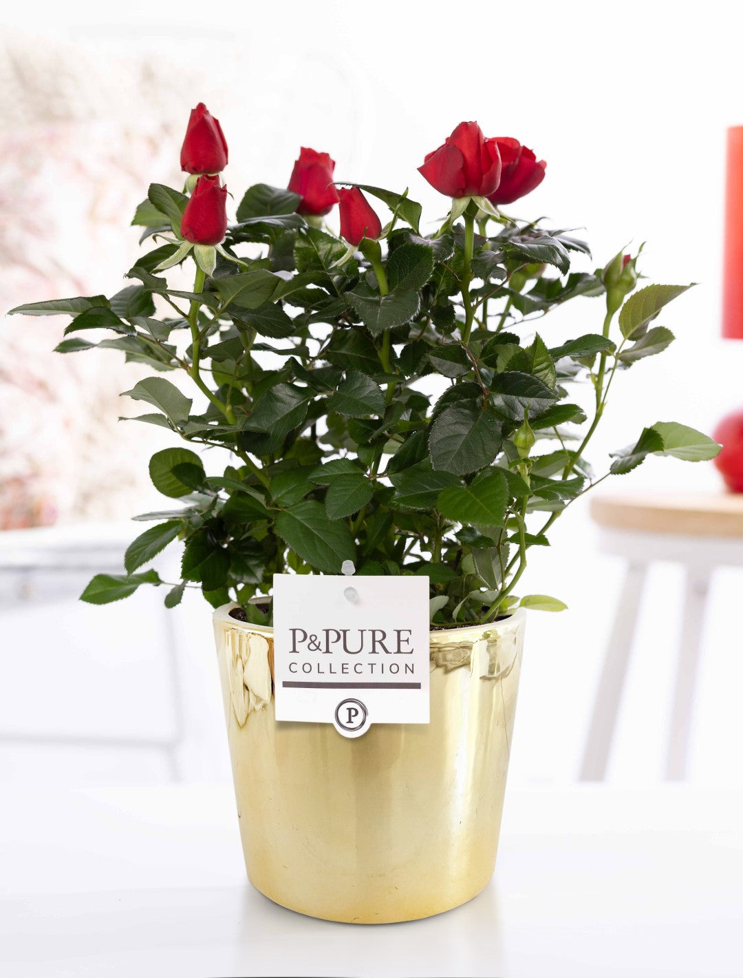 Rosa Beau Monde red 28cm 12cm Pot