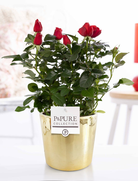 Rosa Beau Monde red 28cm 12cm Pot