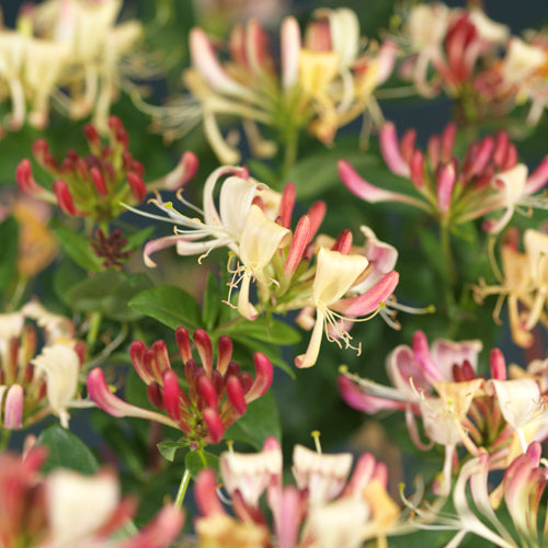 Lonicera per. Belgica Select 40cm 11cm Pot