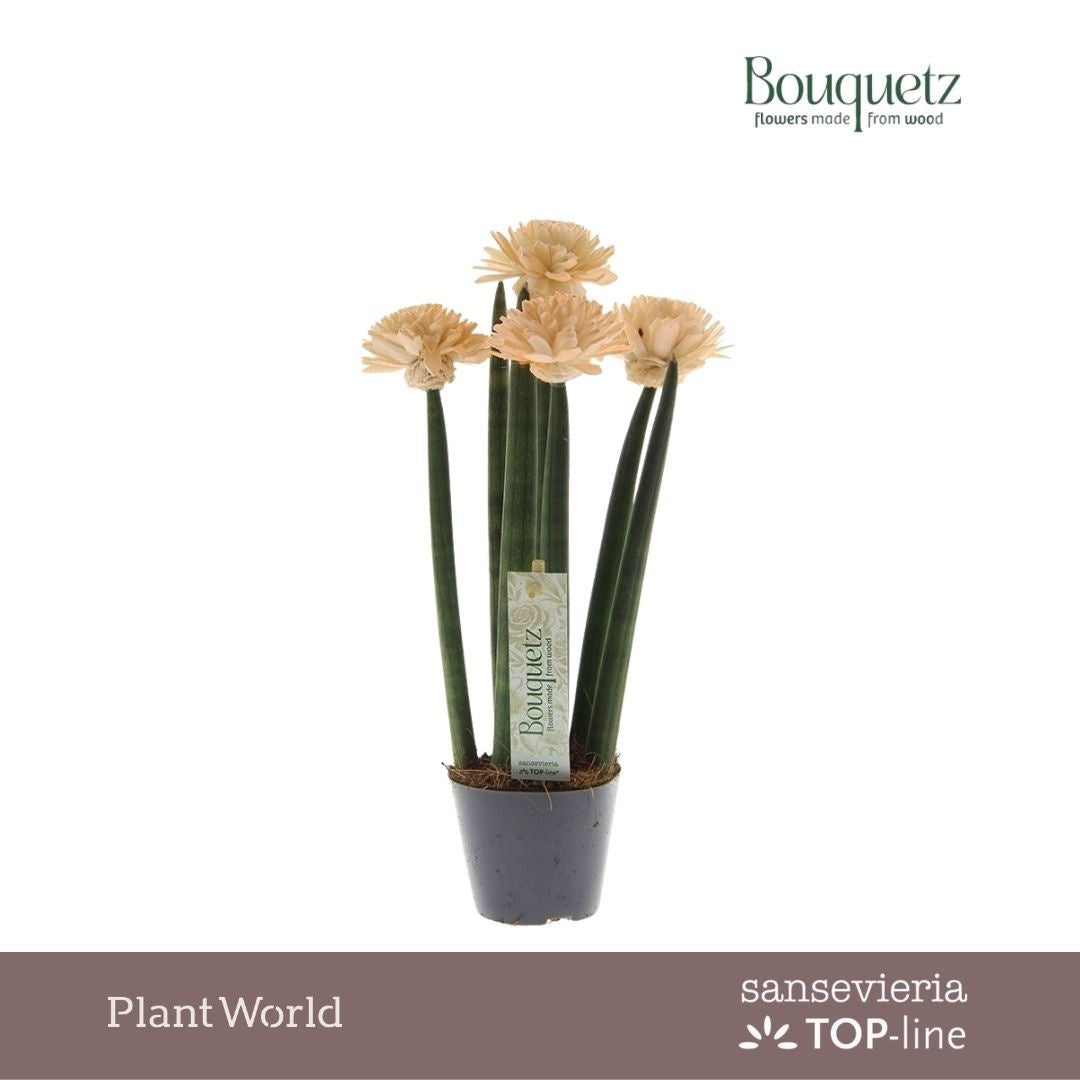 Sansevieria cylindrica 35cm 8.5cm Pot