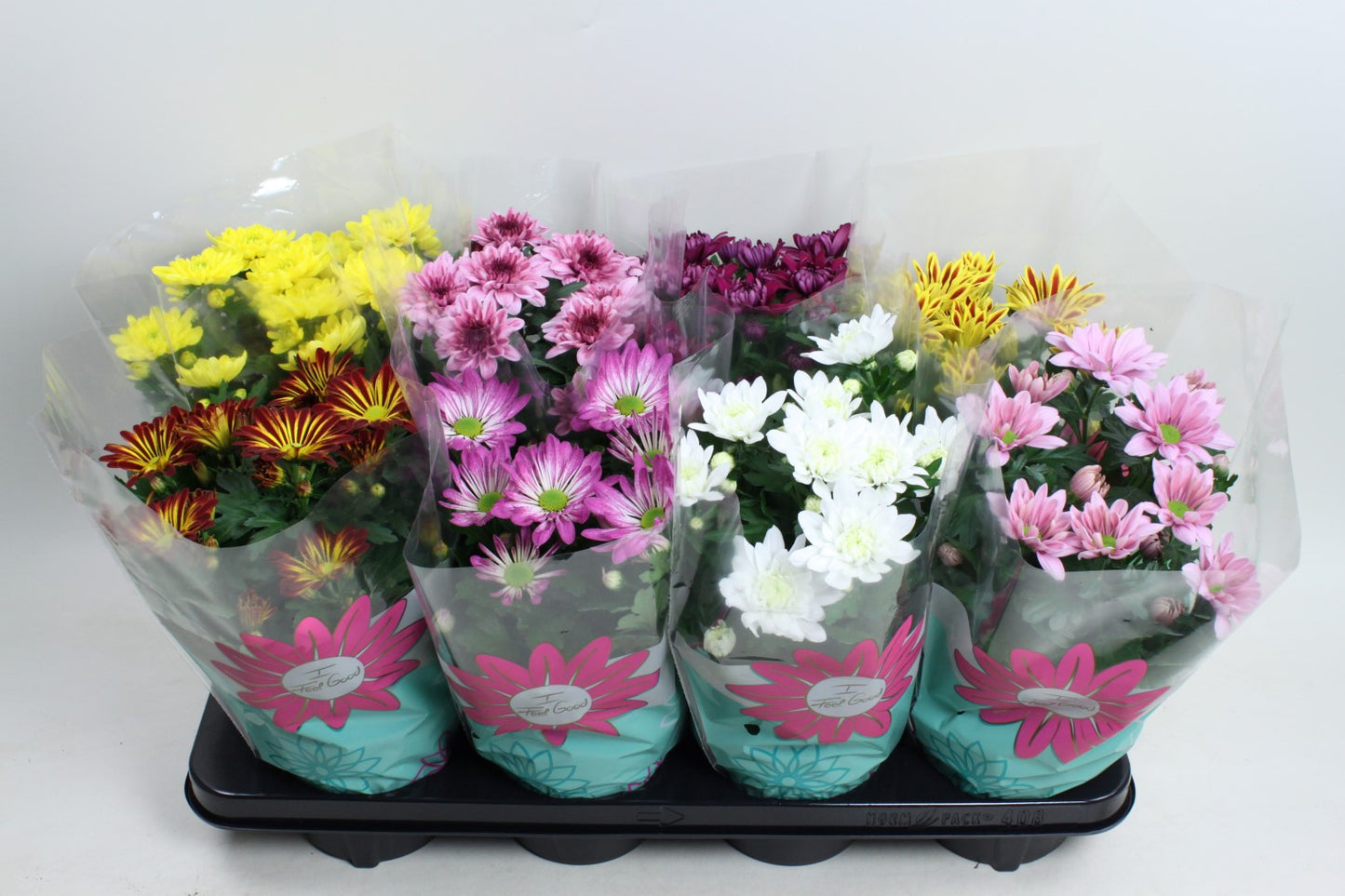 Chrysanthemum indicum 27cm 14cm Pot