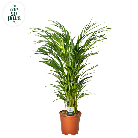 Dypsis lutescens 85cm 21cm Pot