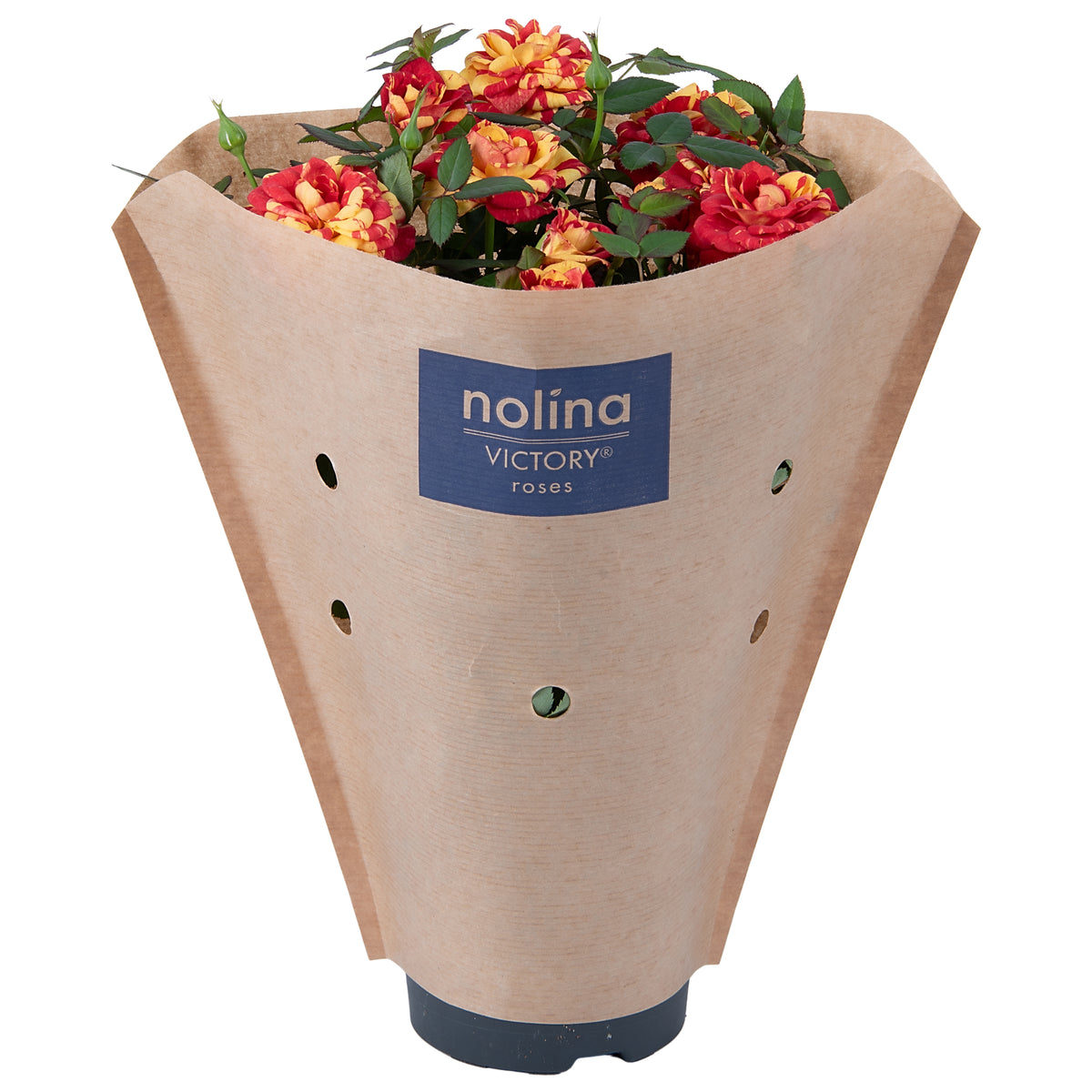 Rosa Liss 28cm 10.5cm Pot