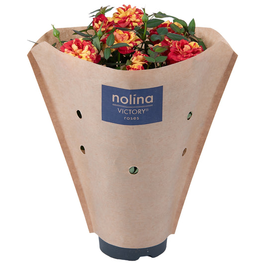 Rosa Liss 28cm 10.5cm Pot