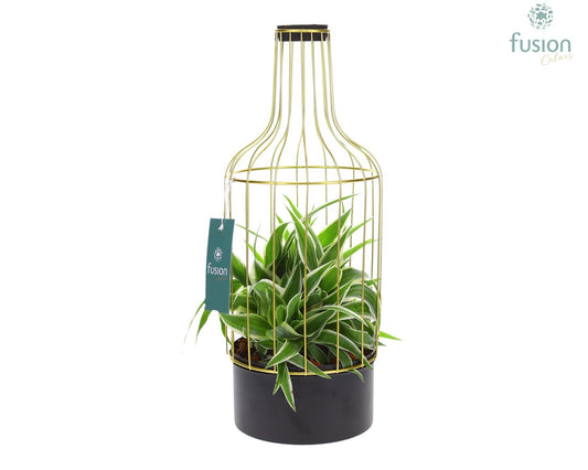 Metaal fles goudzwart Medium met Chlorophytum 43cm 15cm Pot