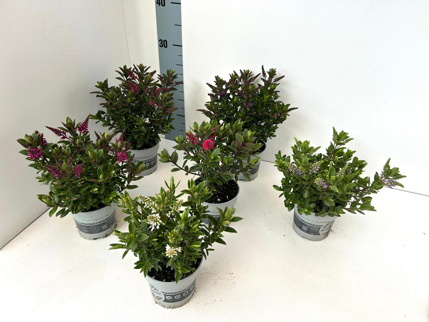 Hebe All Blooms mix 25cm 510cm Pot