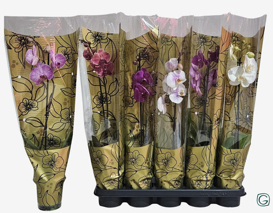 Phalaenopsis mix 55cm 12cm Pot