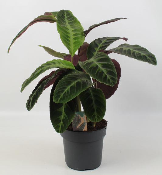 Calathea Warscewiczii 65cm 21cm Pot