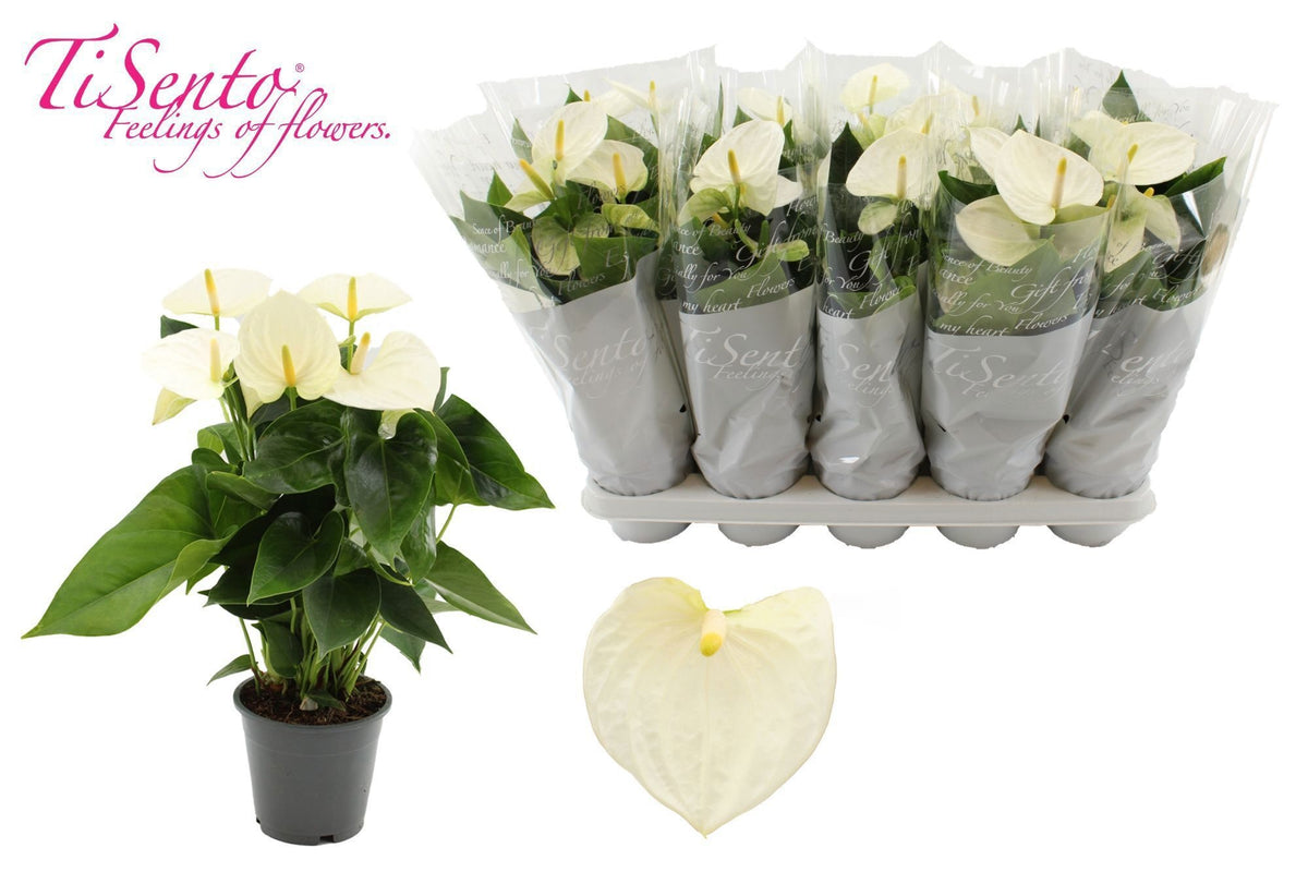 Anthurium Cocos in Christmas sleeve 40cm 12cm Pot