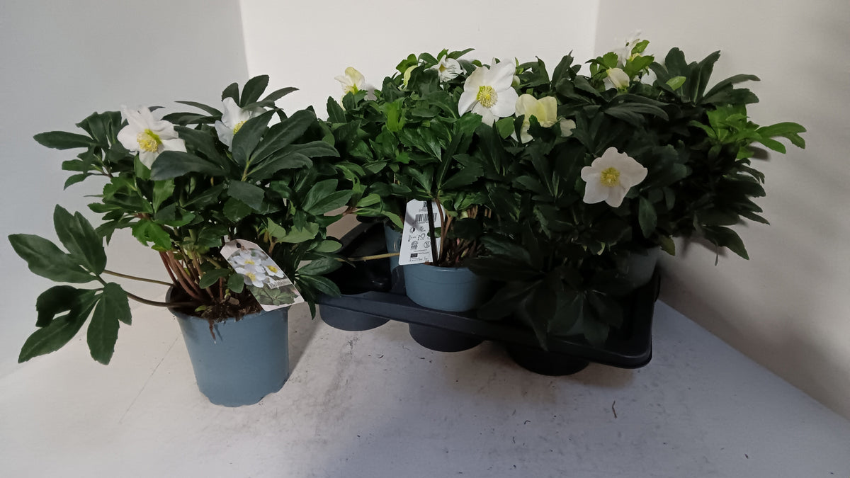 Helleborus nig. Mon Blanc 40cm 17cm Pot