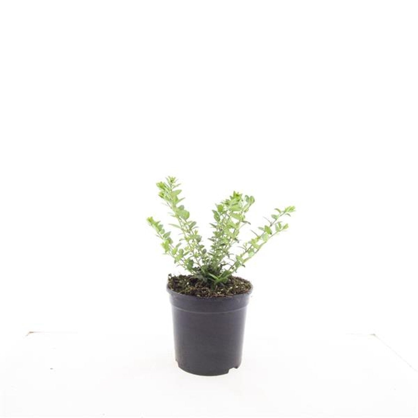 Lonicera Maigruen 10cm 14cm Pot