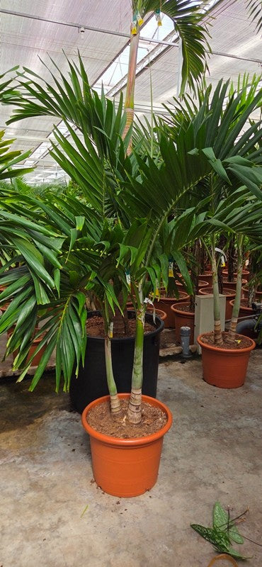 Carludovica palmata 220cm 50cm Pot