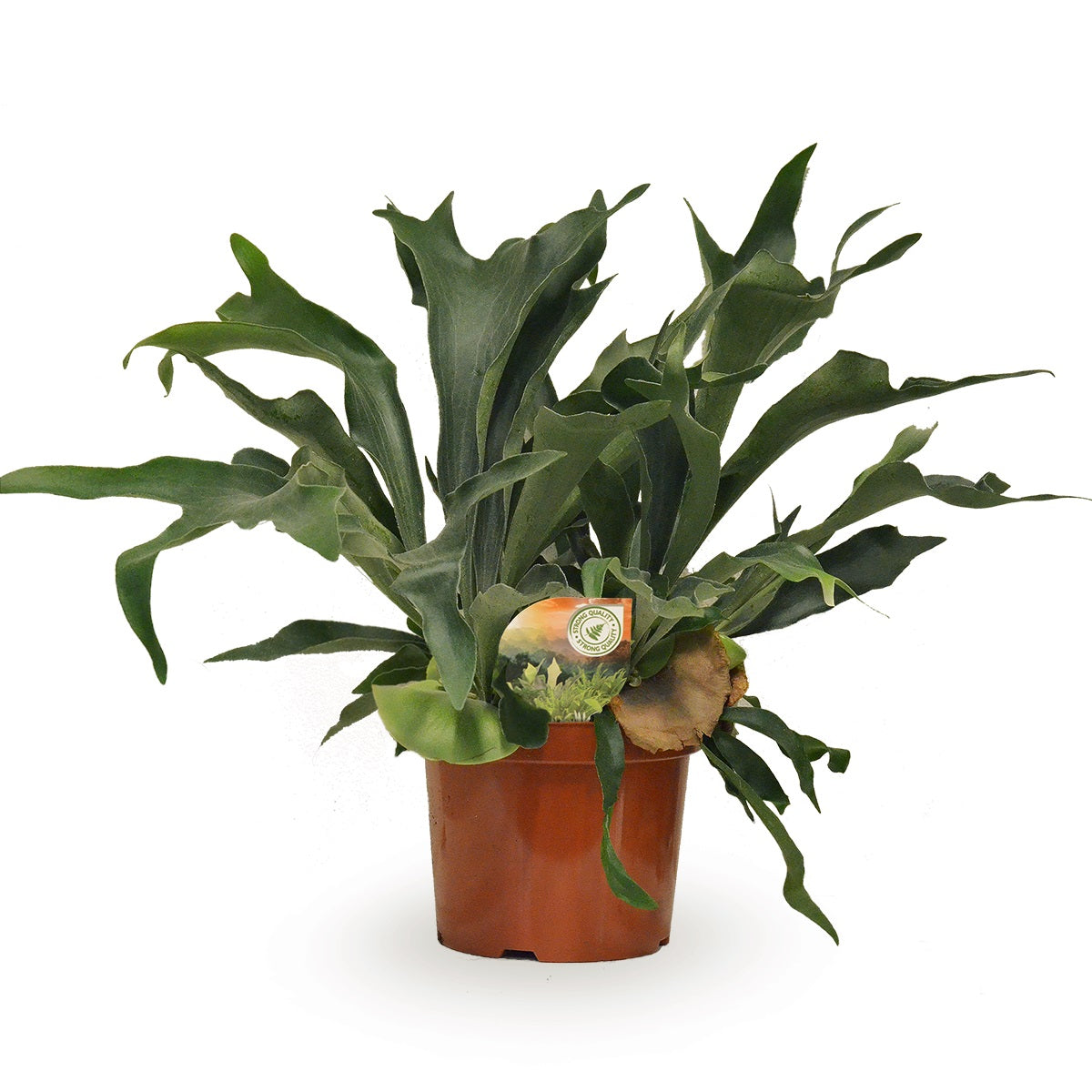 Platycerium bifurcatum 80cm 26cm Pot