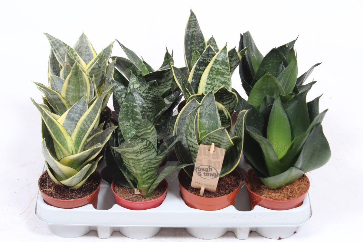 Sansevieria Hahnii mix 18cm 9cm Pot