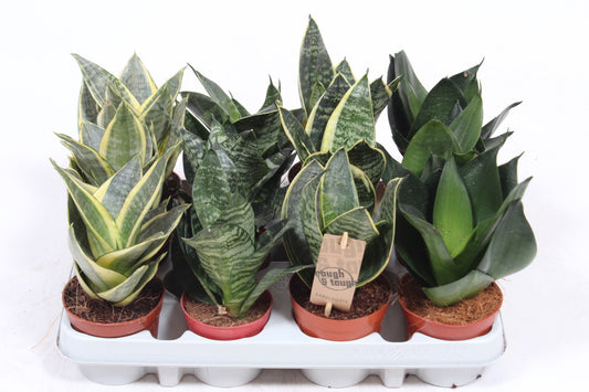 Sansevieria Hahnii mix 18cm 9cm Pot