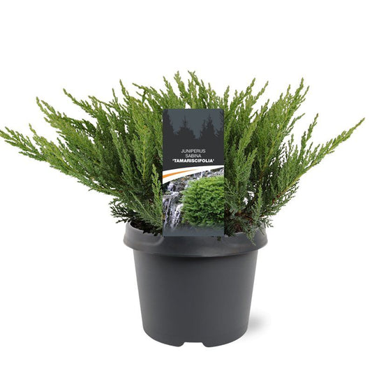 Juniperus sab. Tamariscifolia 30cm 19cm Pot