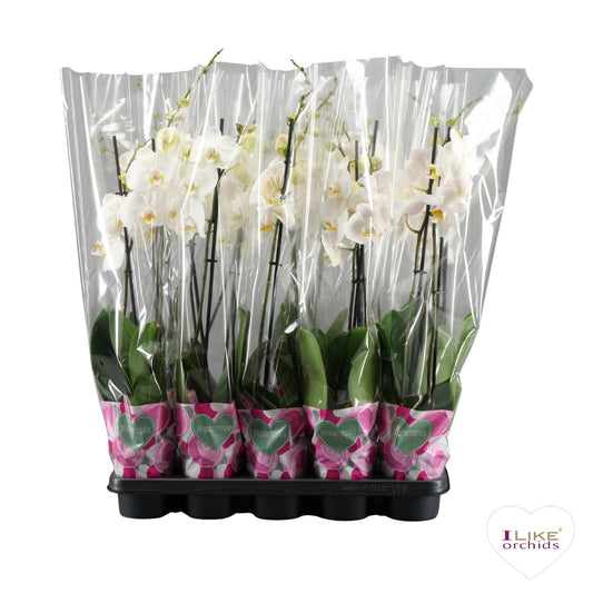Phalaenopsis white 75cm 12cm Pot