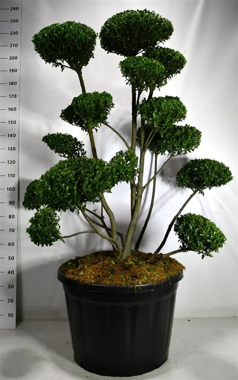 Bloemenkampen BV, Hkw. de Ilex cren. Impala Pack of 1