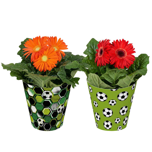 Gerbera mix 20cm 12cm Pot