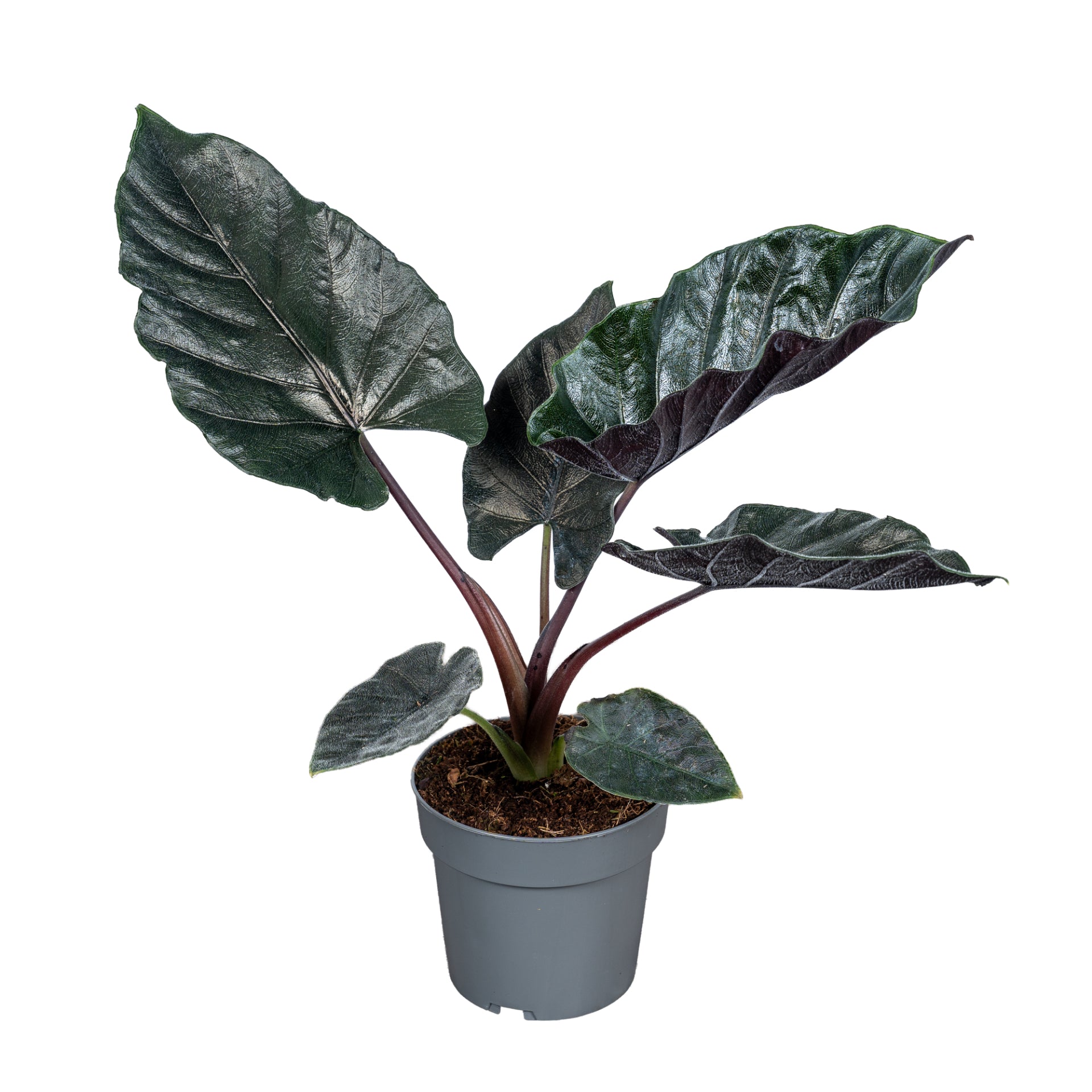 Ichtus Plants Alocasia Antoro Velvet Pack of 6