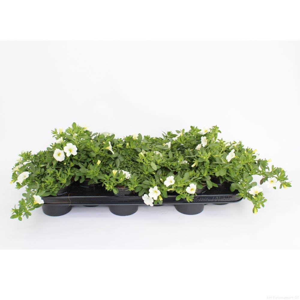 Calibrachoa Minifamous White 20cm 510cm Pot