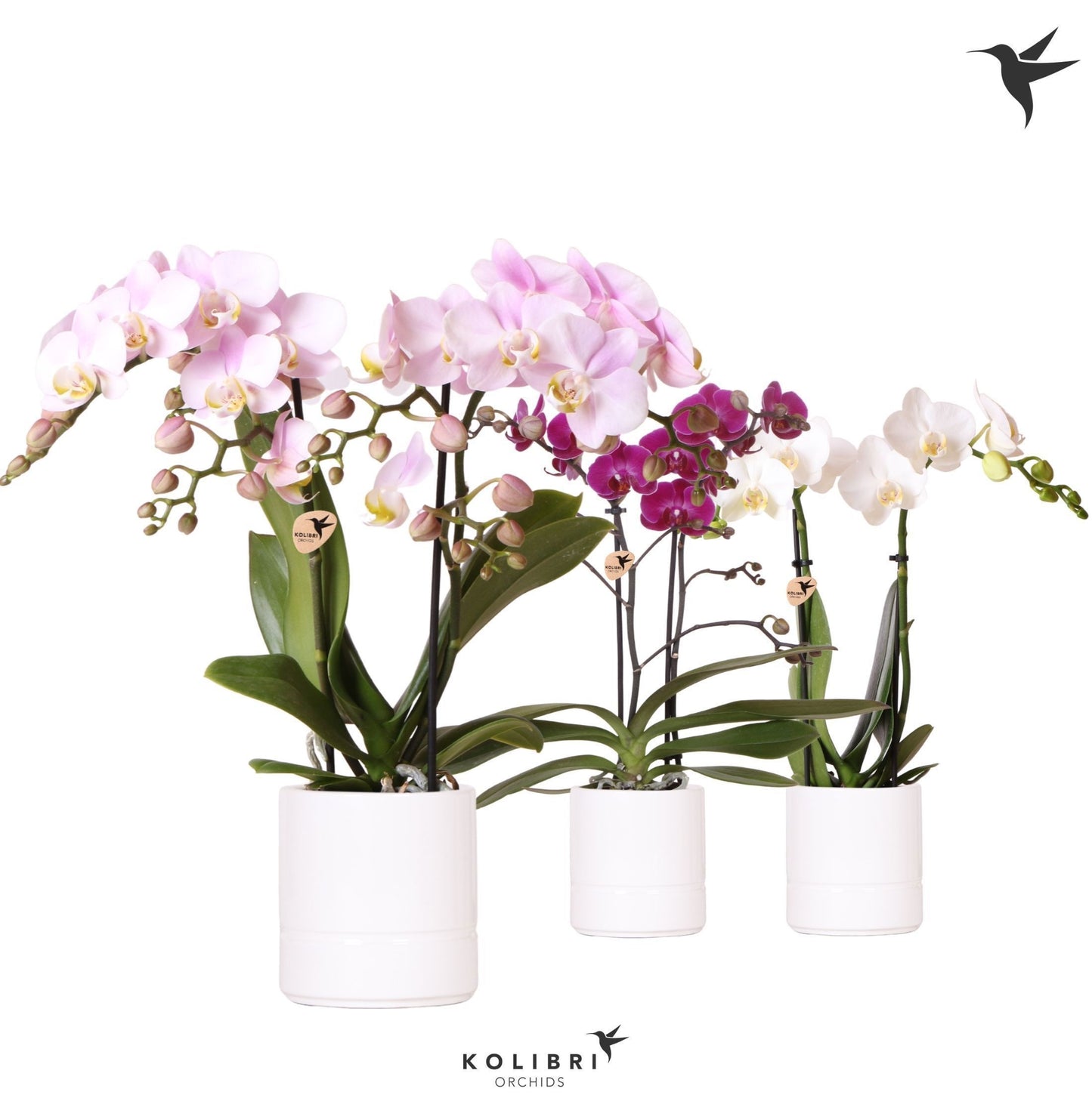 Phalaenopsis mix 40cm 9cm Pot