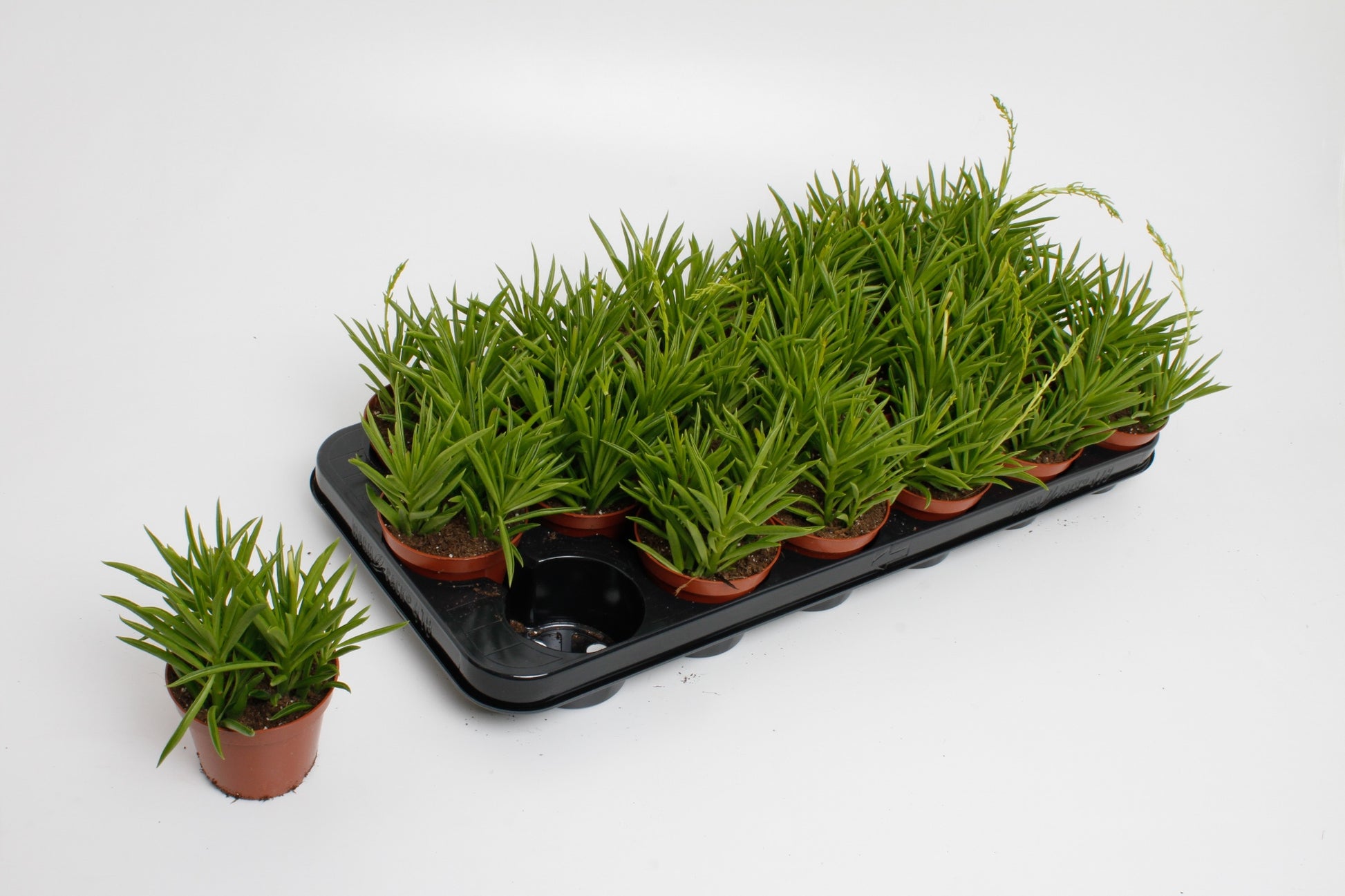 Peperomia Sweet Spark 15cm 8.5cm Pot