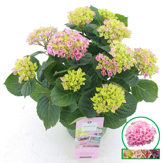 Hydrangea macrophylla Magical Revolution 35cm 20cm Pot
