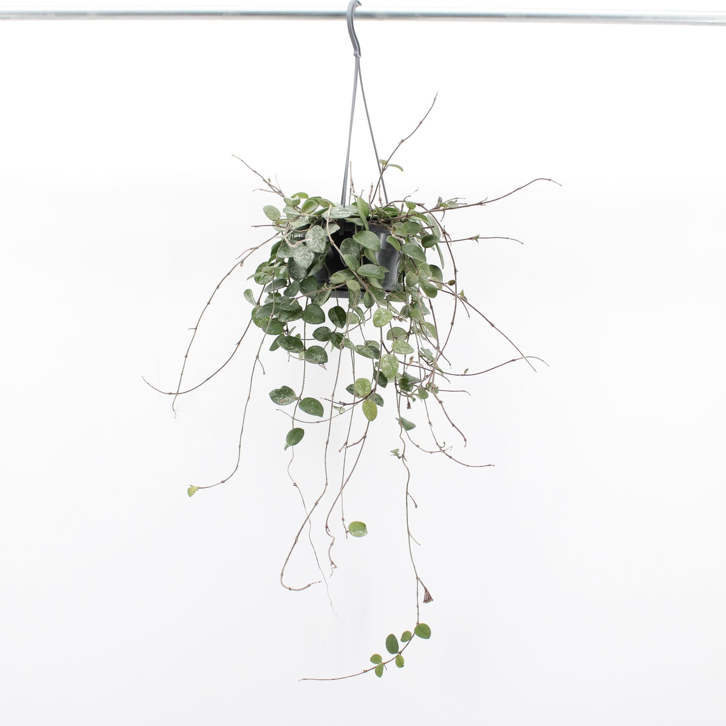 Zeur Niet, kwekerij Hoya Mathilde Pack of 4