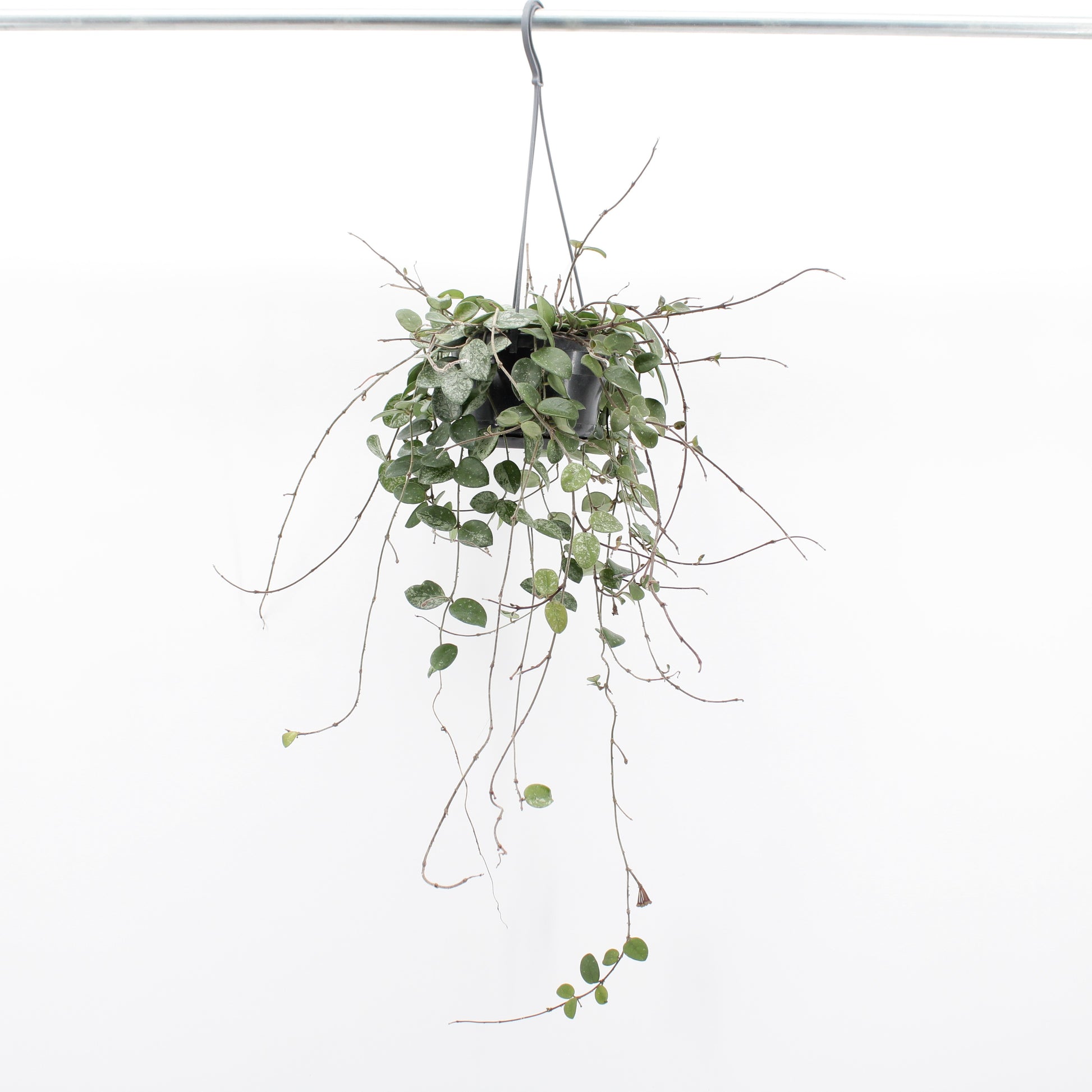 Zeur Niet, kwekerij Hoya Mathilde Pack of 4
