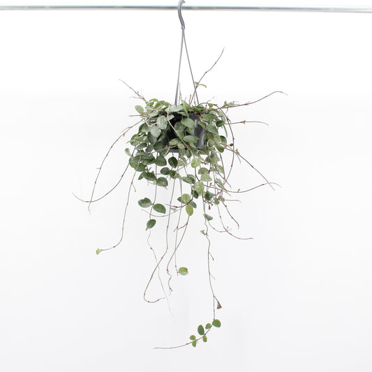 Zeur Niet, kwekerij Hoya Mathilde Pack of 4