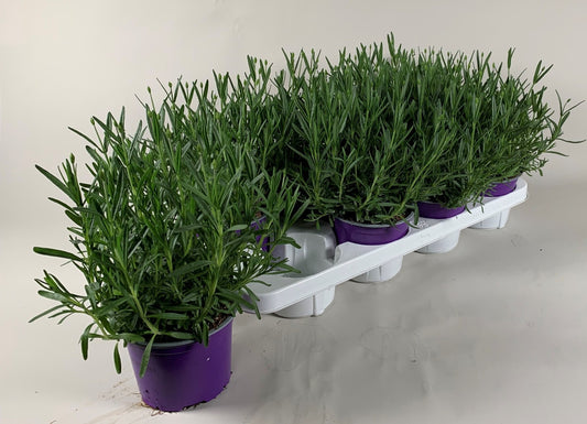 Lavandula ang. Valence Deep Violet 30cm 13cm Pot