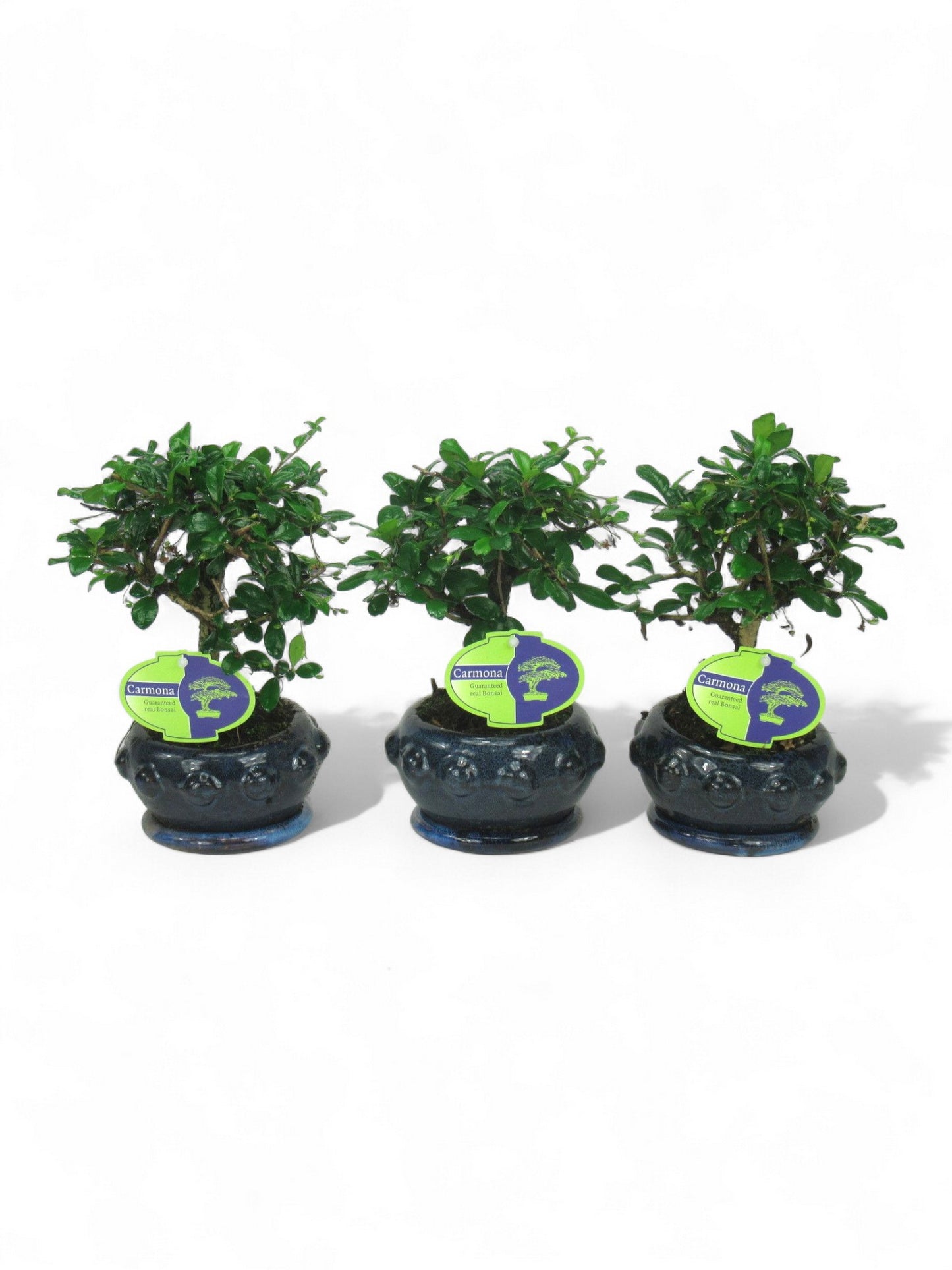 Carmona Bonsai 25cm 13cm Pot