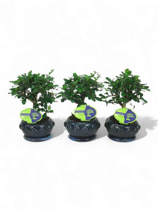 Carmona Bonsai 25cm 13cm Pot