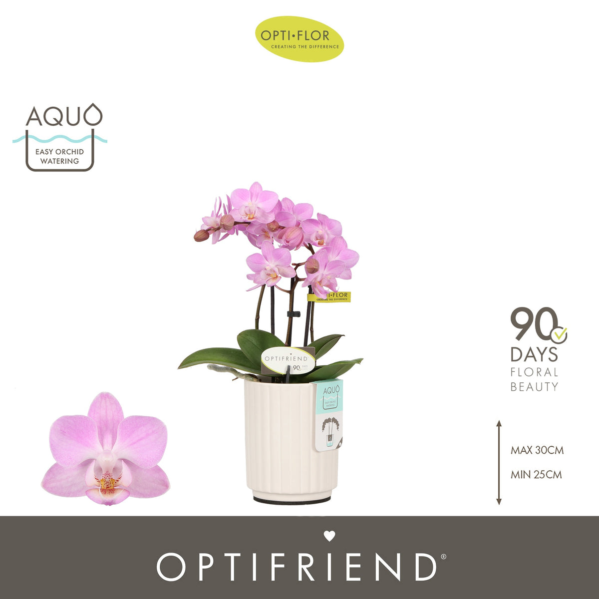 Phalaenopsis pink 25cm 7cm Pot