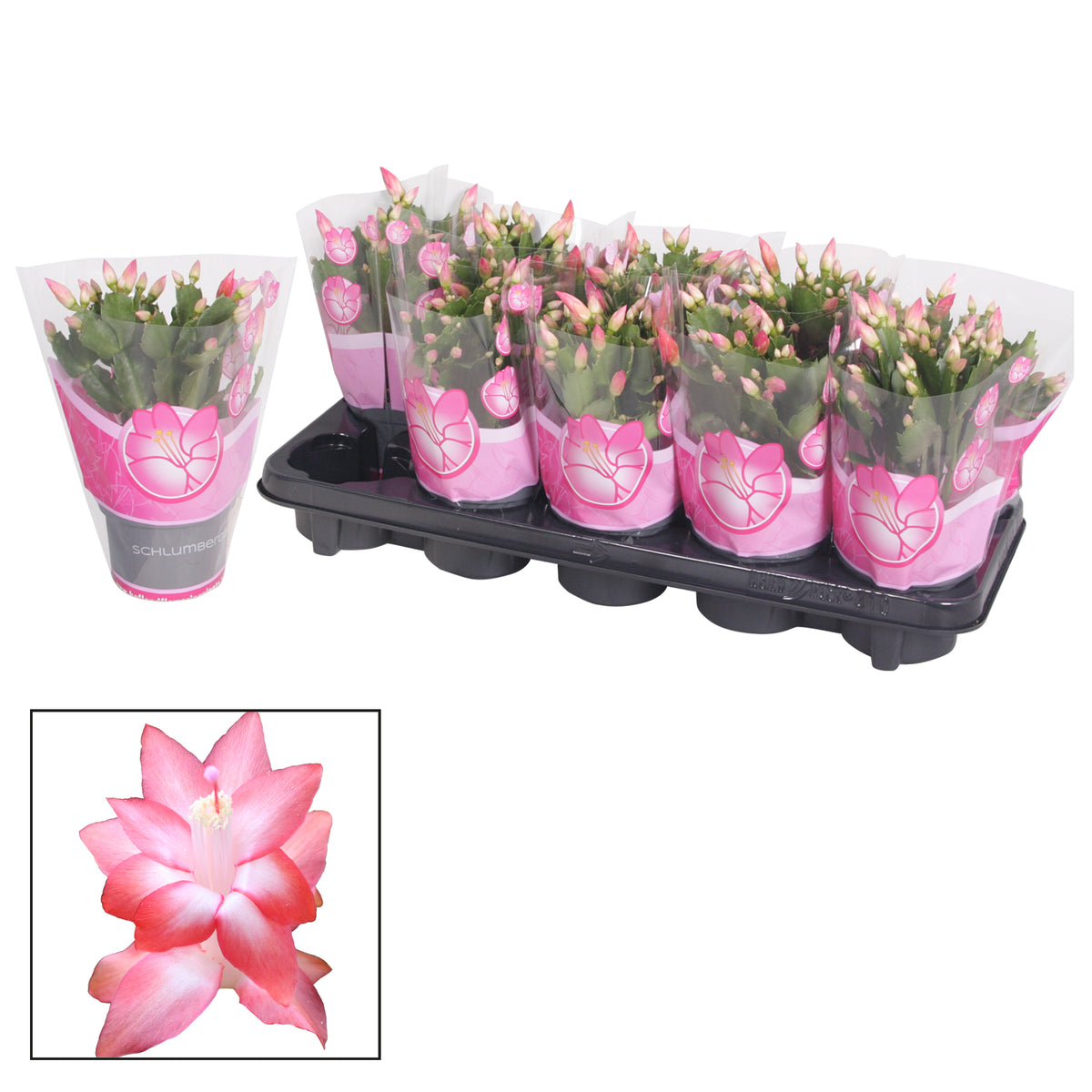Schlumbergera Naomi 20cm 10.5cm Pot