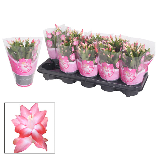 Schlumbergera Naomi 20cm 10.5cm Pot